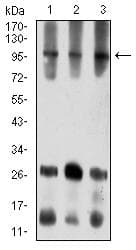 Monoclonal Mouse anti-Human ATXN1 / SCA1 Antibody (clone 2B8A2, WB)