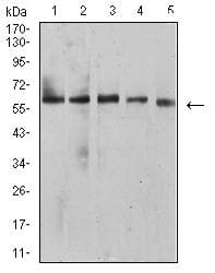 Monoclonal Mouse anti-Human BTN1A1 Antibody (clone 5B12B9, WB)