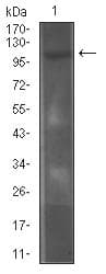 IL6ST / CD130 / gp130 Antibody (clone 8D4C5)