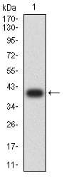 Monoclonal Mouse anti-Human VPREB1 / CD179A Antibody (clone 5F8F3, WB)