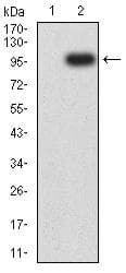 TEK / TIE2 Antibody (clone 3F5B9)