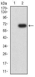Monoclonal Mouse anti-Human IL13RA1 / IL13R Alpha 1 Antibody (clone 8A3E3, WB)