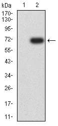 CD30 Antibody (clone 2C5G5)
