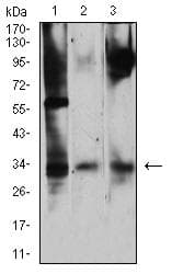 Monoclonal Mouse anti-Human JAM2 Antibody (clone 7E4C5, WB)