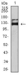 Monoclonal Mouse anti-Human JAG1 / Jagged 1 Antibody (clone 7C7H2, WB)