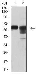 Monoclonal Mouse anti-Human CD46 Antibody (clone 5A8C11, WB)