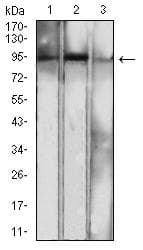 NFKB2 Antibody (clone 5E6A12)