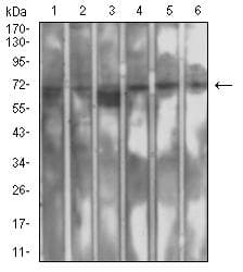 Monoclonal Mouse anti-Human SETD7 / SET7 Antibody (clone 1B3B8, WB)