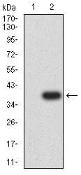 Monoclonal Mouse anti-Human HAVCR2 / TIM-3 Antibody (clone 5A7D12, WB)