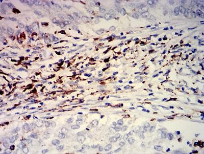 Monoclonal Mouse anti-Human CD274 / B7-H1 / PD-L1 Antibody (clone 6D9A2, IHC, WB)