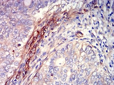 S1PR1 / EDG1 / S1P1 Antibody (clone 8E4H5)