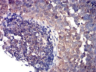CD80 Antibody (clone 1G3D7)