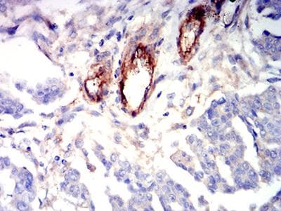 S1PR1 / EDG1 / S1P1 Antibody (clone 8E4H5)