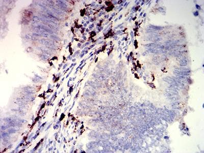 Monoclonal Mouse anti-Human CD274 / B7-H1 / PD-L1 Antibody (clone 6D9A2, IHC, WB)