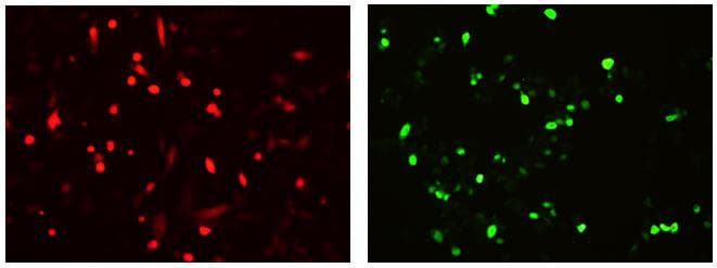 Monoclonal Rabbit D-Tag Antibody (clone 114F12C8, FITC, IF)