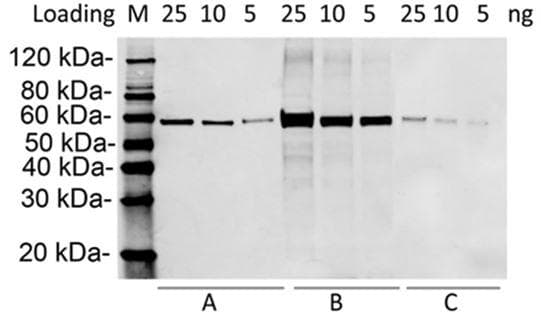 Hemagglutinin / HA Tag Antibody (clone 109B2)