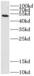 SARS-CoV-2 Nucleoprotein Antibody (clone 3C6)
