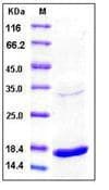 Human TNF Alpha Protein (Recombinant)