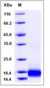 Human IL17 Protein (Recombinant)