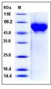 Human CD46 Protein (Recombinant His,C-terminus)