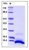 Human SDF1 / CXCL12 Protein (Recombinant His,N-terminus)