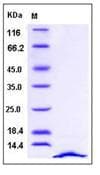 Human SDF1 / CXCL12 Protein (Recombinant)