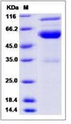 Zebrafish efnb2a Protein (Recombinant Human IgG Fc, C-terminus)