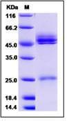 Mouse IL23 Protein (Recombinant His,C-terminus)