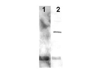 PCNA Antibody