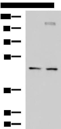 DNAJA4 Antibody