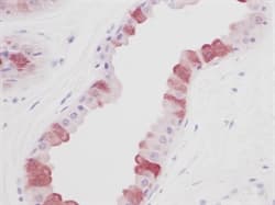 EGF Antibody (Extracellular Domain)