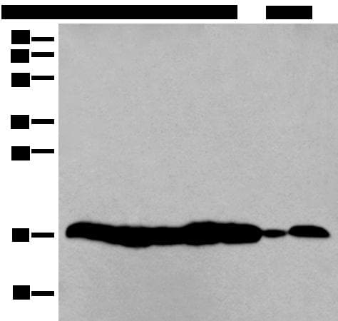 HIST1H3A Antibody