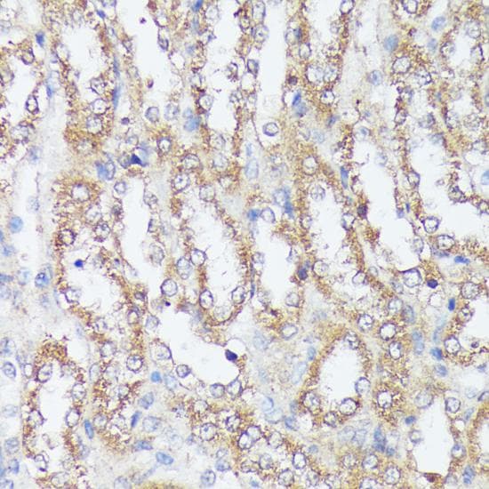 MTHFD2 Antibody