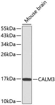 Polyclonal Rabbit anti-Human CALM1 / Calmodulin Antibody (IHC, IF, WB)
