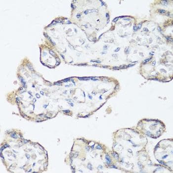 SRC Antibody