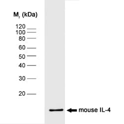 IL4 Antibody (clone BVD4-1D11)