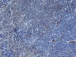 Monoclonal Mouse anti-Rat PECAM-1 / CD31 Antibody (clone TLD-3A12, IHC, IF, WB)