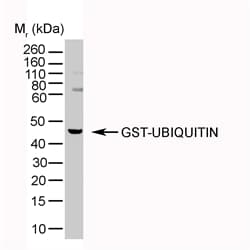Monoclonal Mouse anti-Bovine Ubiquitin Antibody (clone 1B4-UB, IHC, WB)