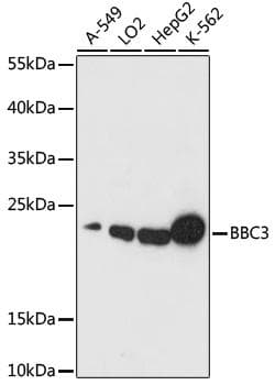 Polyclonal Rabbit anti-Human BBC3 / PUMA Antibody (IF, WB)