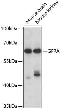 Polyclonal Rabbit anti-Human GFRA1 / GFR Alpha Antibody (IF, WB)