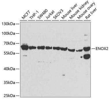 Polyclonal Rabbit anti-Human ENOX2 Antibody (IF, WB)