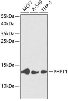 Polyclonal Rabbit anti-Human PHPT1 Antibody (WB)