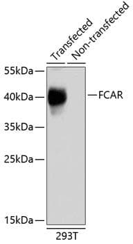 Polyclonal Rabbit anti-Human FCAR / CD89 Antibody (WB)