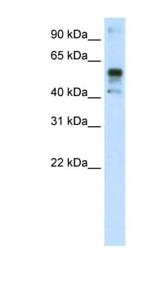 NFE2L2 / NRF2 Antibody (C-Terminus, Biotin)