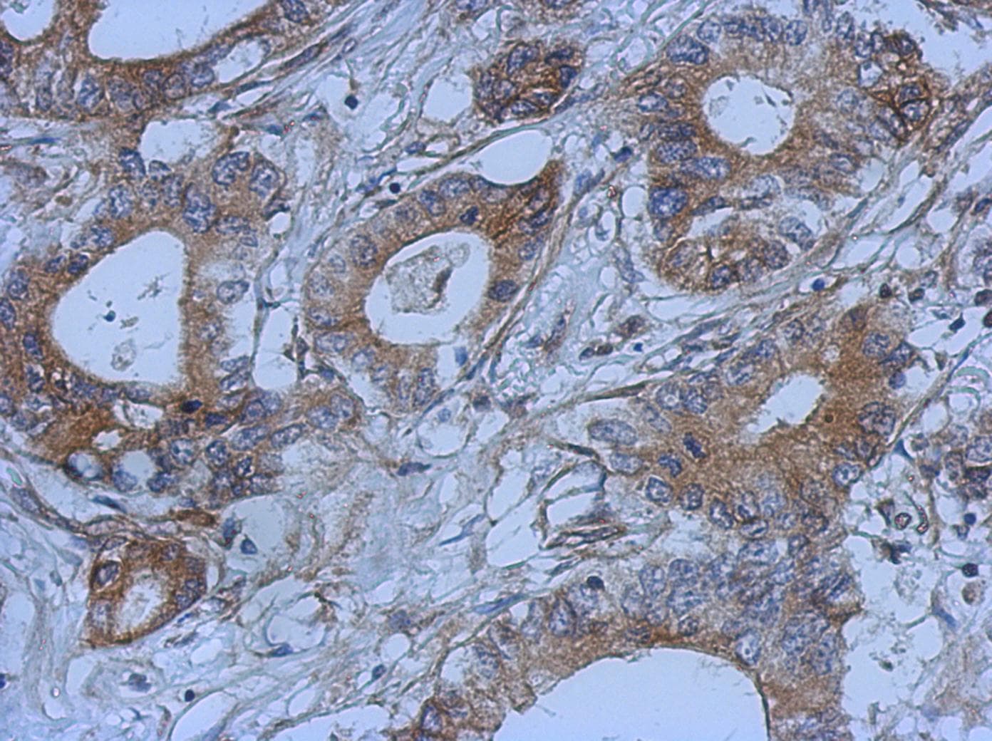 DAOA Antibody