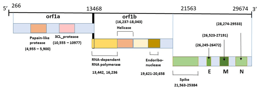 SARS-CoV-2 genome organization diagram