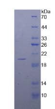 Human Calmodulin Protein (Recombinant His-T7)