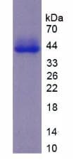 Mouse VTN / Vitronectin Protein (Recombinant His, N-Terminal)