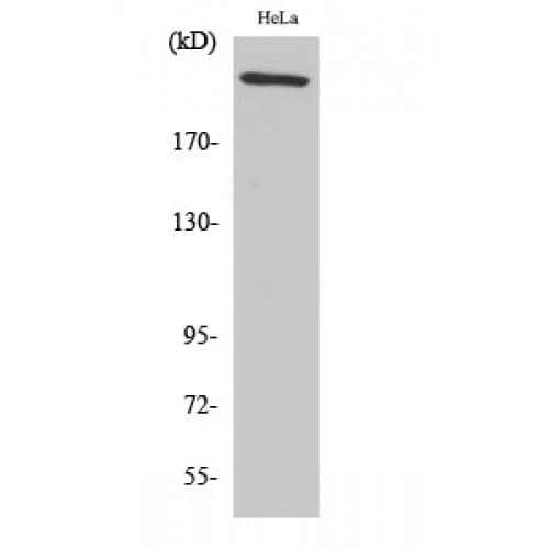FN1 / Fibronectin Antibody (2310-2390 aa, C-terminal)
