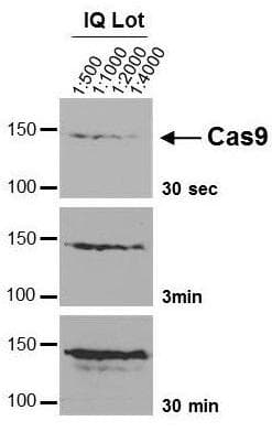Streptococcus pyogenes CRISPR-associated endonuclease Cas9/Csn1 Antibody (clone 7A9-3A3)
